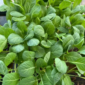 Collard Greens Live Seedlings - 6 Pack - Ready to Plant Vegetable Garden - Image 2