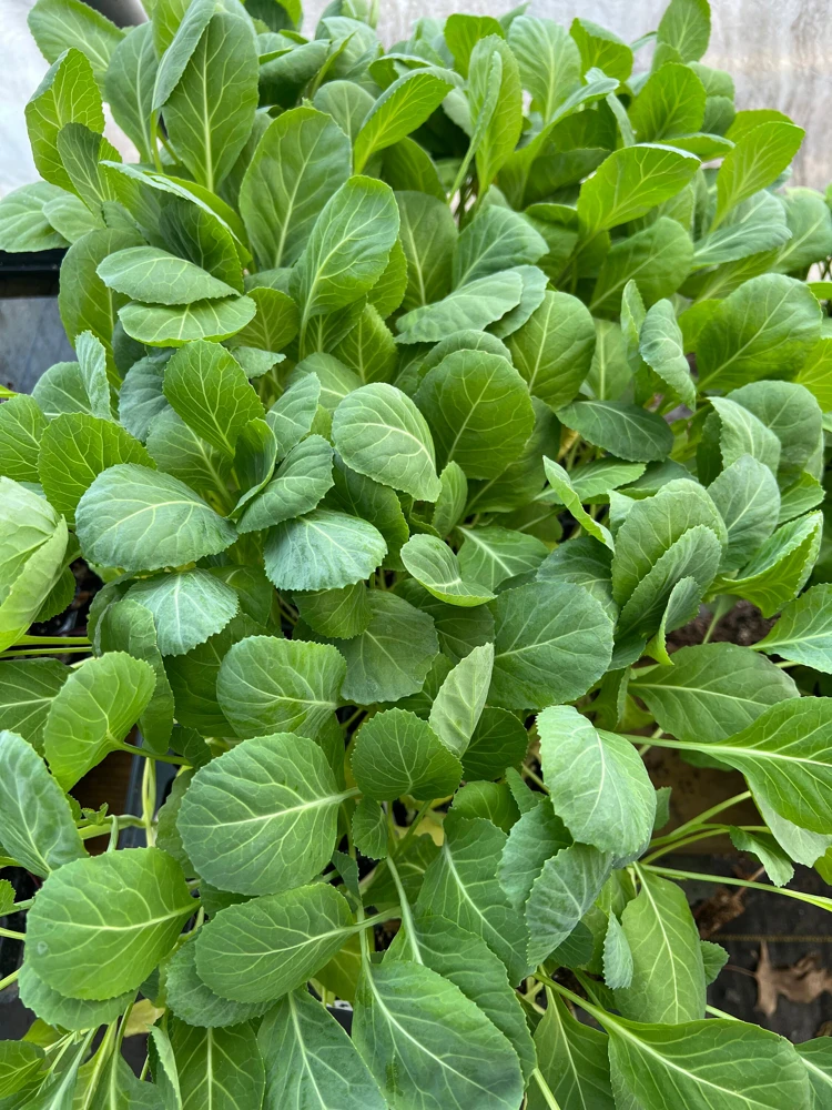 Collard Greens Live Seedlings - 6 Pack - Ready to Plant Vegetable Garden - Image 2