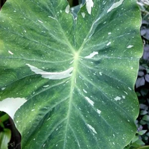 Colocasia Ele Paio Live Plant – Tropical Foliage – 3 inch Pot – Indoor/Outdoor - Image 2