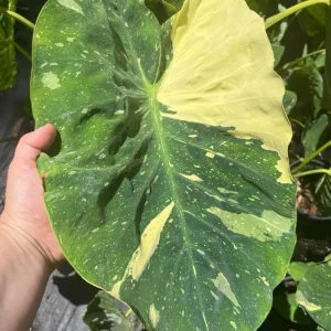 Colocasia Ele Paio Live Plant – Tropical Foliage – 3 inch Pot – Indoor/Outdoor - Image 3
