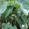 Colocasia Ele Paio Live Plant – Tropical Foliage – 3 inch Pot – Indoor/Outdoor - Image 1