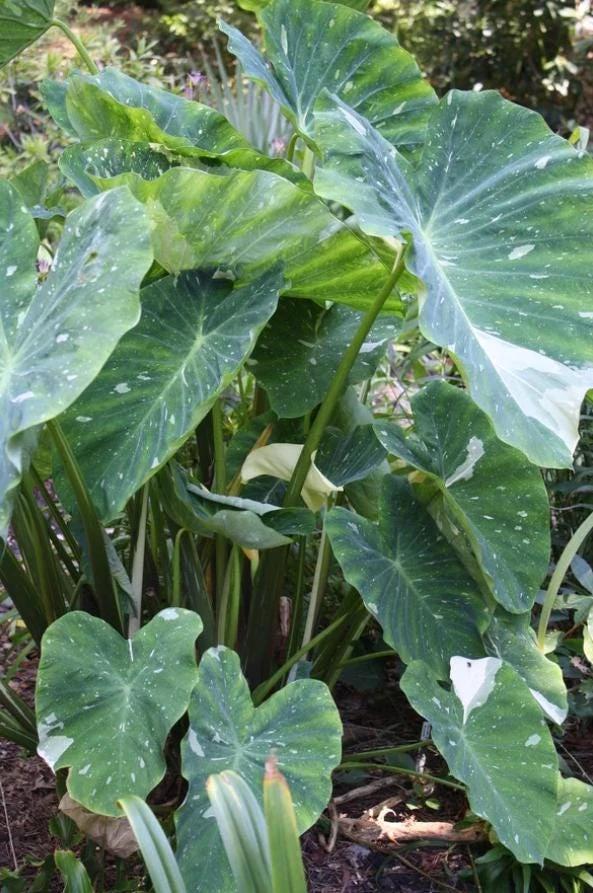 Colocasia Ele Paio Live Plant – Tropical Foliage – 3 inch Pot – Indoor/Outdoor - Image 1