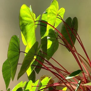 Colocasia 'Hawaiian Punch' Elephant Ear Live Plant – Tropical Foliage – 3-6 inch Starter - Image 2