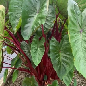 Colocasia 'Hawaiian Punch' Elephant Ear Live Plant – Tropical Foliage – 3-6 inch Starter - Image 3