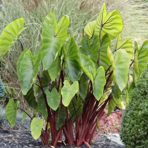 Colocasia 'Hawaiian Punch' Elephant Ear Live Plant – Tropical Foliage – 3-6 inch Starter - Image 4