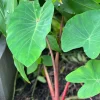 Colocasia 'Hawaiian Punch' Elephant Ear Live Plant – Tropical Foliage – 3-6 inch Starter - Image 1