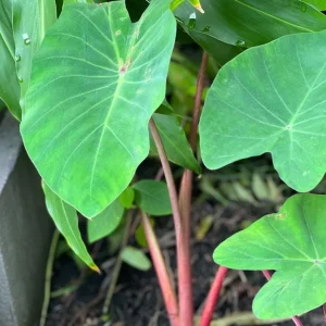 Colocasia 'Hawaiian Punch' Elephant Ear Live Plant – Tropical Foliage – 3-6 inch Starter - Image 1
