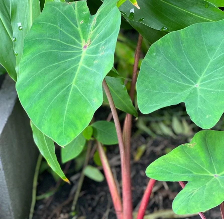 Colocasia 'Hawaiian Punch' Elephant Ear Live Plant – Tropical Foliage – 3-6 inch Starter - Image 1