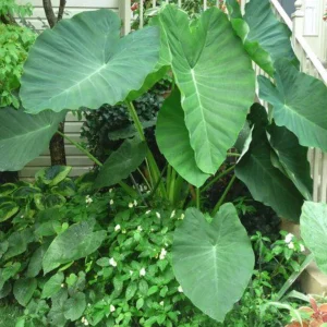 Colocasia Jack's Giant Live Plant – Tropical Elephant Ear – 3-6 inch Starter Plant - Image 2