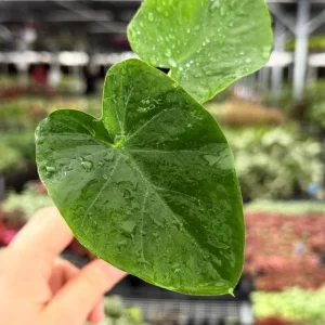 Colocasia Jack's Giant Live Plant – Tropical Elephant Ear – 3-6 inch Starter Plant - Image 3