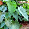 Colocasia Jack's Giant Live Plant – Tropical Elephant Ear – 3-6 inch Starter Plant - Image 1