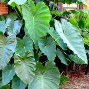 Colocasia Jack's Giant Live Plant – Tropical Elephant Ear – 3-6 inch Starter Plant - Image 1