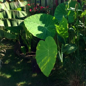 Colocasia Jack's Giant Live Plant – Tropical Elephant Ear – 3-6 inch Starter Plant - Image 4