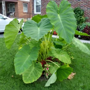 Colocasia Jack's Giant Live Plant – Tropical Elephant Ear – 3-6 inch Starter Plant - Image 5