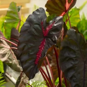 Colocasia Redemption Plant - Live Starter Houseplant - 5-8