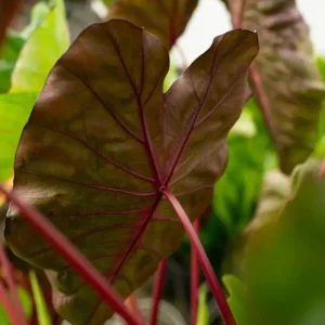 Colocasia Redemption Plant - Live Starter Houseplant - 5-8