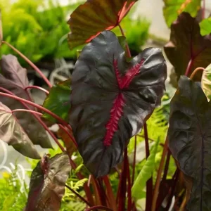 Colocasia Redemption Plant - Live Starter Houseplant - 5-8