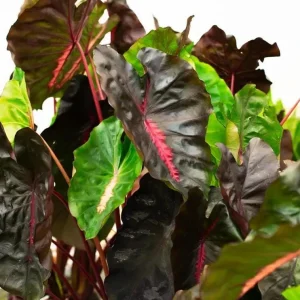 Colocasia Redemption Plant - Live Starter Houseplant - 5-8