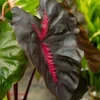 Colocasia Redemption Plant - Live Starter Houseplant - 5-8" Tall - Image 1