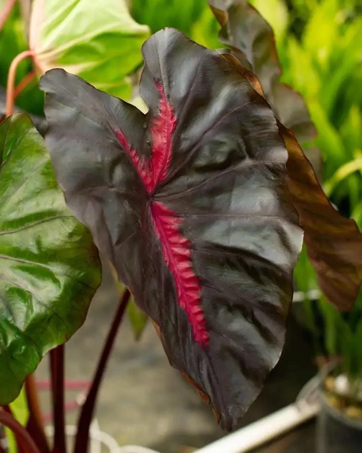 Colocasia Redemption Plant - Live Starter Houseplant - 5-8" Tall - Image 1