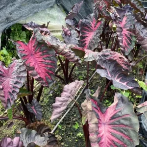 Colocasia Redemption Plant - Live Starter Houseplant - 5-8