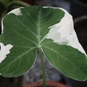 Colocasia Xanthosoma Variegated Live Plant – Tropical Foliage – 4 inch Pot - Image 2