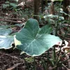 Colocasia Xanthosoma Variegated Live Plant – Tropical Foliage – 4 inch Pot - Image 1