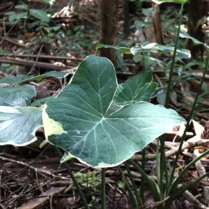 Colocasia Xanthosoma Variegated Live Plant – Tropical Foliage – 4 inch Pot - Image 1