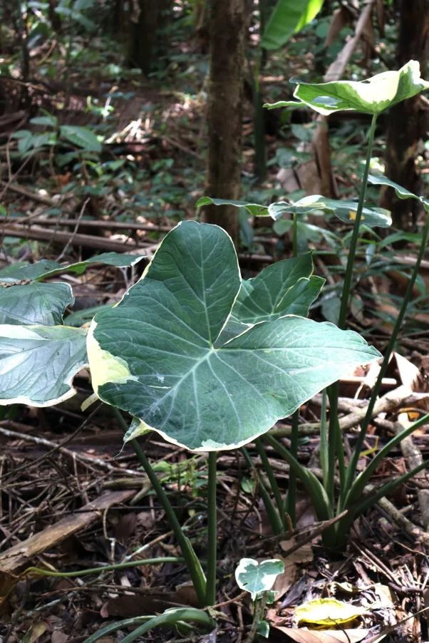 Colocasia Xanthosoma Variegated Live Plant – Tropical Foliage – 4 inch Pot - Image 1