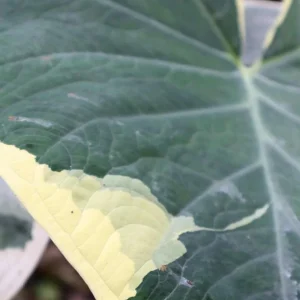 Colocasia Xanthosoma Variegated Live Plant – Tropical Foliage – 4 inch Pot - Image 3