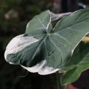 Colocasia Xanthosoma Variegated Live Plant – Tropical Foliage – 4 inch Pot - Image 4