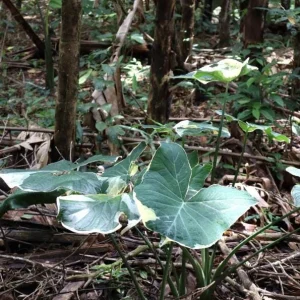 Colocasia Xanthosoma Variegated Live Plant – Tropical Foliage – 4 inch Pot - Image 5