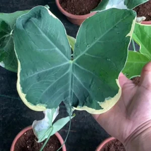 Colocasia Xanthosoma Variegated Live Plant – Tropical Foliage – 4 inch Pot - Image 6