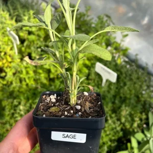 Common Sage Live Herb Plant - Salvia officinalis - 2.5 inch Pot - Culinary & Medicinal - Image 2