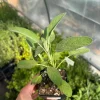 Common Sage Live Herb Plant - Salvia officinalis - 2.5 inch Pot - Culinary & Medicinal - Image 1