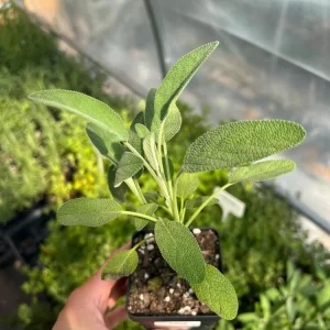 Common Sage Live Herb Plant - Salvia officinalis - 2.5 inch Pot - Culinary & Medicinal - Image 1