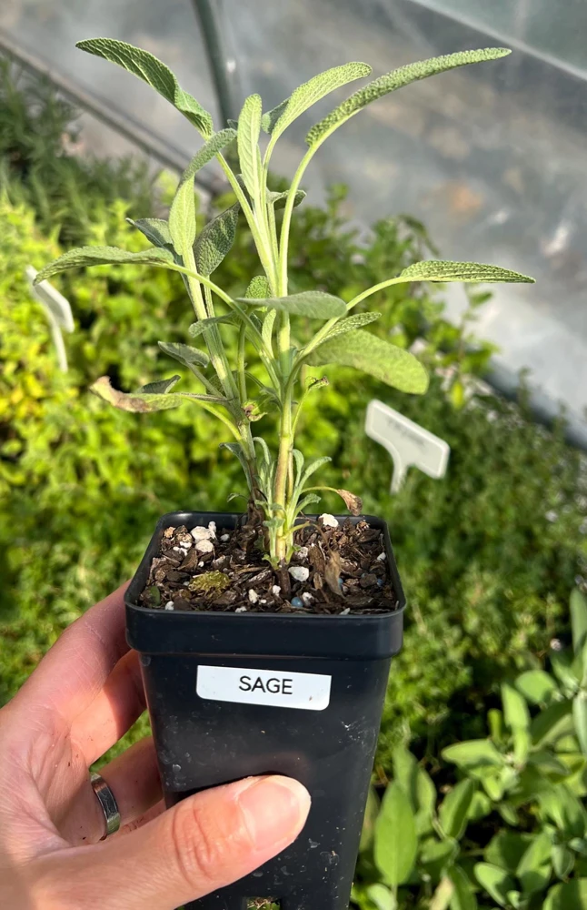 Common Sage Live Plant - Salvia officinalis - Herb for Culinary & Medicinal Use - 2.5 inch Pot - Image 2