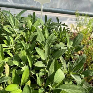 Common Sage Live Plant - Salvia officinalis - Herb for Culinary & Medicinal Use - 2.5 inch Pot - Image 3