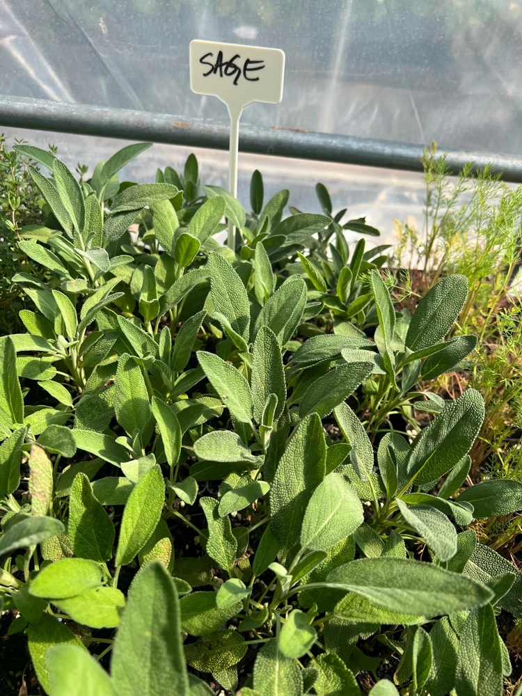 Common Sage Live Plant - Salvia officinalis - Herb for Culinary & Medicinal Use - 2.5 inch Pot - Image 3