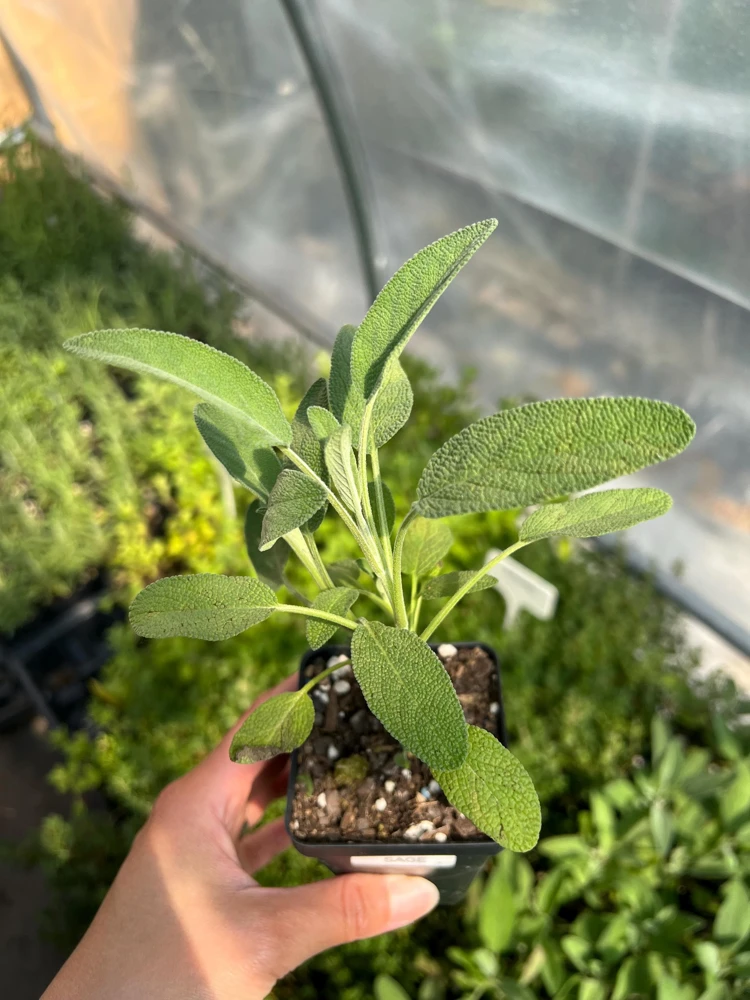 Common Sage Live Plant - Salvia officinalis - Herb for Culinary & Medicinal Use - 2.5 inch Pot - Image 1