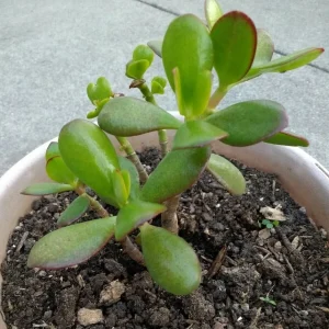 Crassula Ovata Jade Plant Cuttings – Live Succulent – 2 Rooted Cuttings 6”+ – Indoor/Outdoor - Image 2