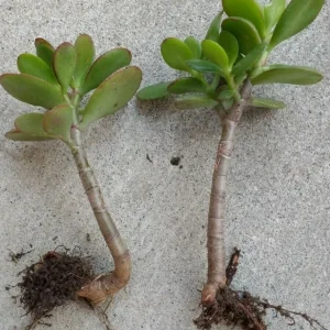 Crassula Ovata Jade Plant Cuttings – Live Succulent – 2 Rooted Cuttings 6”+ – Indoor/Outdoor - Image 3