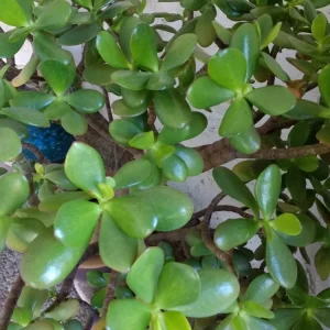 Crassula Ovata Jade Plant Cuttings – Live Succulent – 2 Rooted Cuttings 6”+ – Indoor/Outdoor - Image 4