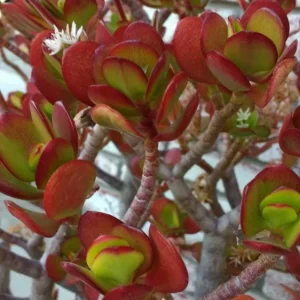 Crassula Ovata Jade Plant Cuttings – Live Succulent – 2 Rooted Cuttings 6”+ – Indoor/Outdoor - Image 5