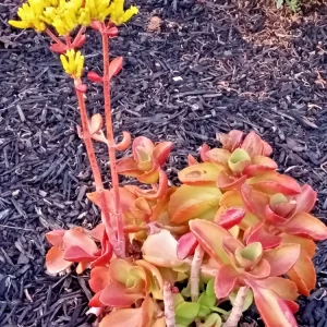 Crassula Platyphylla Live Succulent – Yellow Blooms – Starter Plant – Indoor/Outdoor - Image 2