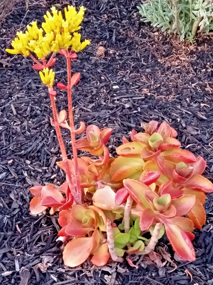 Crassula Platyphylla Live Succulent – Yellow Blooms – Starter Plant – Indoor/Outdoor - Image 2