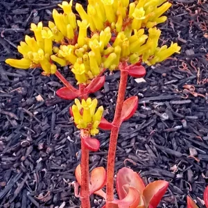 Crassula Platyphylla Live Succulent – Yellow Blooms – Starter Plant – Indoor/Outdoor - Image 3