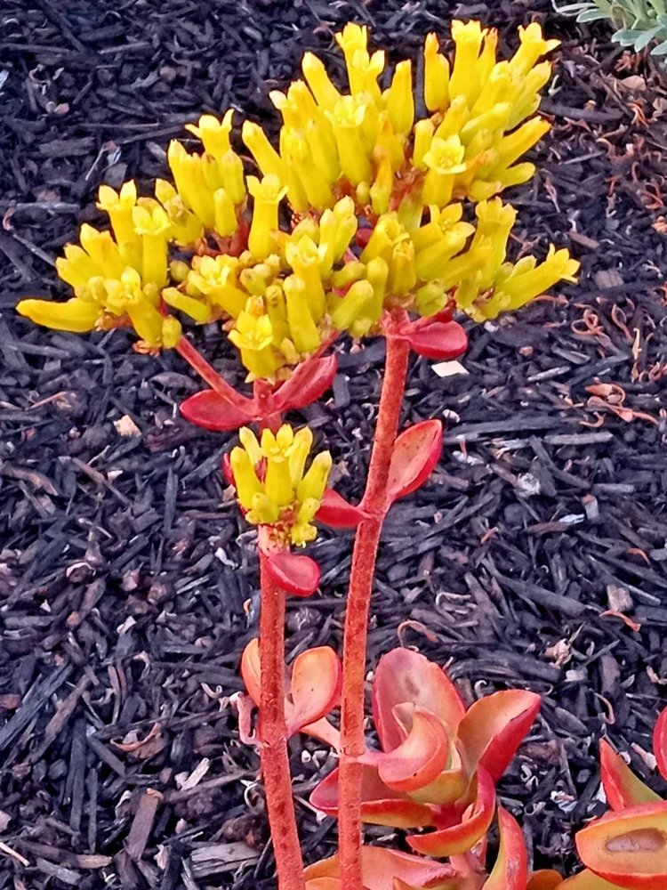 Crassula Platyphylla Live Succulent – Yellow Blooms – Starter Plant – Indoor/Outdoor - Image 3