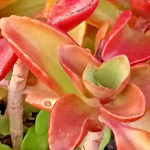 Crassula Platyphylla Live Succulent – Yellow Blooms – Starter Plant – Indoor/Outdoor - Image 4