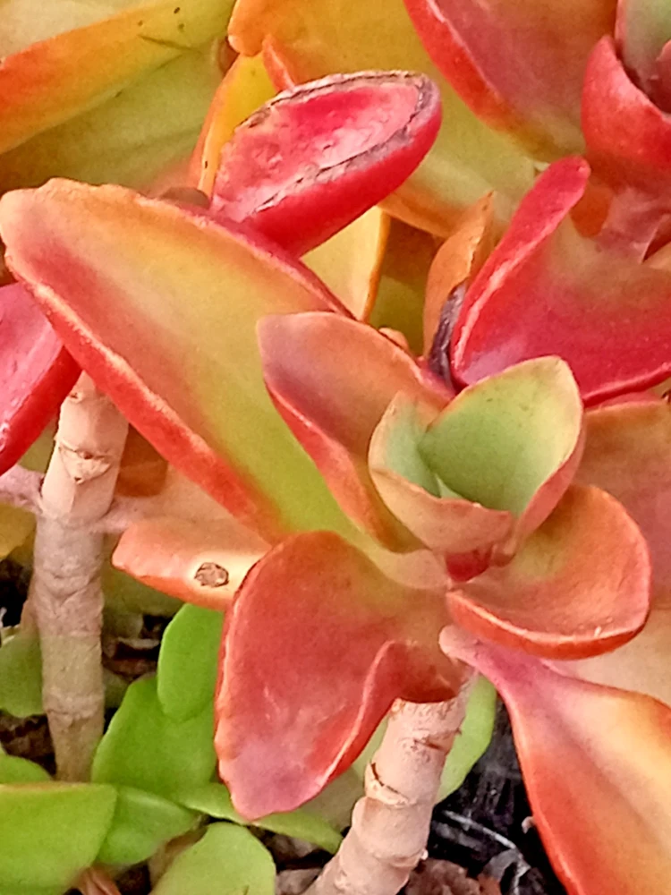Crassula Platyphylla Live Succulent – Yellow Blooms – Starter Plant – Indoor/Outdoor - Image 4